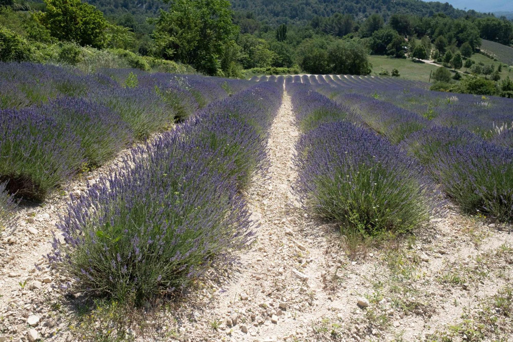 Maison De Campagne La Teranga Au Coeur Du Luberon Apt Ngoại thất bức ảnh